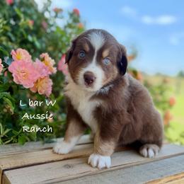 Vince - Red tri male Miniature Australian Shepherd puppy in Midway, Texas from L Bar W Aussie Ranch