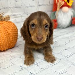 Jase - Chocolate and tan male Dachshund puppy in Smithville, Oklahoma from Bristy’s Pampered Pups