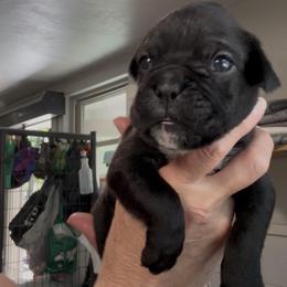 Rosa - Brindle female Boxer puppy in Taft, Tennessee from Hillbillie Boxers