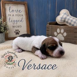 Versace - Piebald male Dachshund puppy in Hockley, Texas from Shans Down Home Doxies