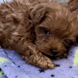 Tinker - Apricot male Goldendoodle puppy in Centralia, Missouri from Oodles Of Doodles Mo.