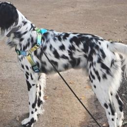 Indra - Dalmatian