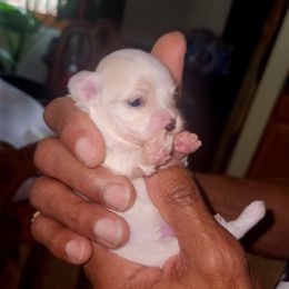 Cotton - White male Maltese puppy in Eastpointe, Michigan from TLC Kennels TenderLittleCuties