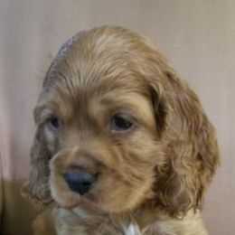 Cocker Spaniels from Cuddle Bug's Cocker Spaniels