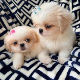 Pekingese, Poodle, and Shih Tzu Puppies from Happy puppies