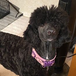 Nova - Poodle