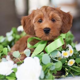 Australian Labradoodle Puppies from Hunterberry Hill Labradoodles