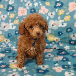 Josephine - Red  female Poodle puppy in Blanch, North Carolina from Faithful Hearts Kennel