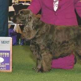 Field Spaniels from Kaleidoscope Field Spaniels