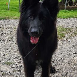 Laika - German Shepherd