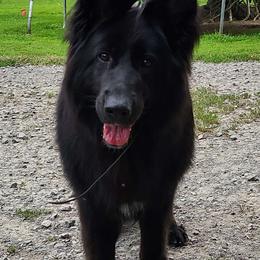 Laika - German Shepherd