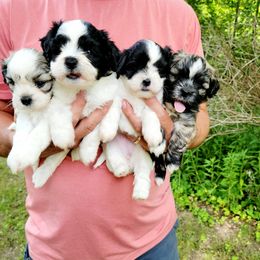 Shihpoo Puppies from Perfect Companion Puppies