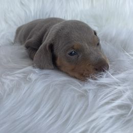 Dachshund Puppies from Dachshund Meadows