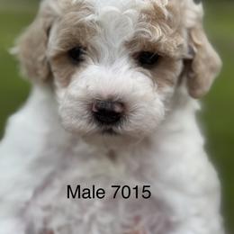 Woody - Parti male Goldendoodle puppy in Arcadia, Florida from KnuDawn Goldendoodles