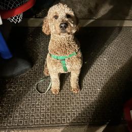 Goldendoodle and Poodle All Grown Up from Ellie & Co. Doodles