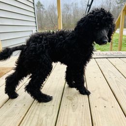 Aussiedoodle and Poodle Puppies from Sassy Poodle’s & Doodle’s