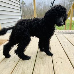 Aussiedoodle and Poodle Puppies from Sassy Poodle’s & Doodle’s
