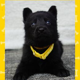 Dash - Black male German Shepherd puppy in Muldrow, Oklahoma from Reizarf Kennels