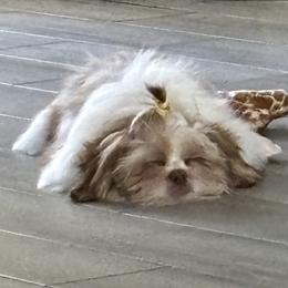 Shih Tzu All Grown Up from P and J Farms