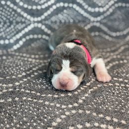 Girl 3 - female Beagle puppy in Shelley, Idaho from Idaho Beagles