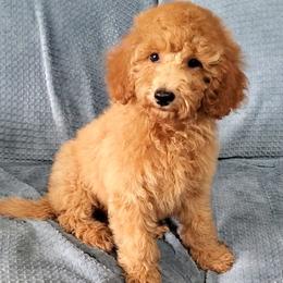 Gunner- Teddy Bear Mini Poodle - Red  male Poodle puppy in Falcon, Missouri from Cedar House Heritage Poodles | AKC Toy & Miniature Poodle Puppies Raised in Home