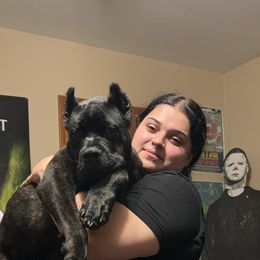 Cane Corso Puppies from Kyrell Johnson