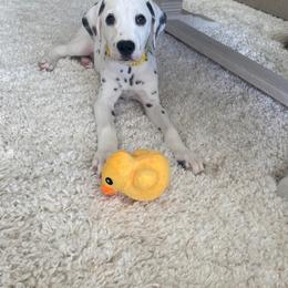 Dalmatian Puppies from Rainier DALS LUA Dalmatians of Washington