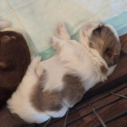Lavendar and white - Liver and white male Shih Tzu puppy in Shinnston, West Virginia from Melissa's World of Shih Tzus