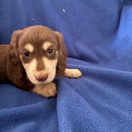 Mommas boy - Chocolate and cream male Dachshund puppy in Alabaster, Alabama from Doxies of Olympus
