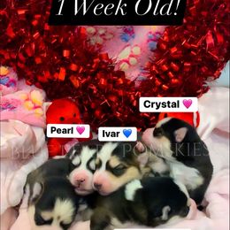 Pomsky Puppies from Blue Pearl Pomskies