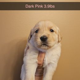 Girl 1 - Golden female Golden Retriever puppy in Hamilton, Mississippi from Keller's Retrievers