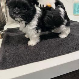 Smudge - Black male Mi-Ki puppy in California from By Design Mi-Ki’s