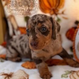 Bentley - Dapple male Dachshund puppy in Winder, Georgia from Southern Drawl Dachshunds