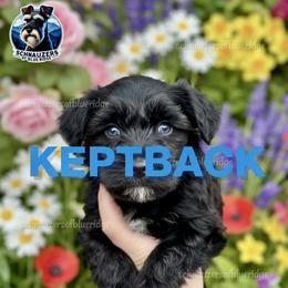 KEPTBACK - Black male Miniature Schnauzer puppy in Spruce Pine, North Carolina from Schnauzers of Blue Ridge