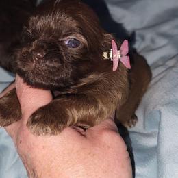 Darling - Sable female Shih Tzu puppy in Newport, Arkansas from Gina's Lil Zues and Yorkies Kennel