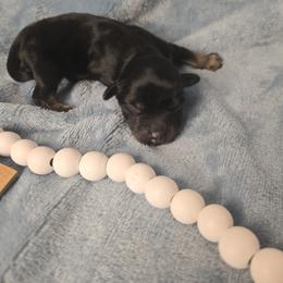 Brisco - Black and tan male Havanese puppy in Trinity, Alabama from Tooties Cuties Havanese
