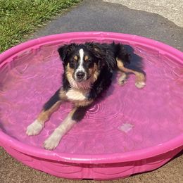 Rusty - Miniature Australian Shepherd