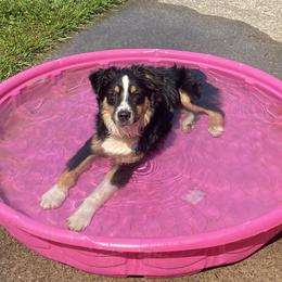 Rusty - Miniature Australian Shepherd