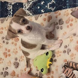 Cassie - Silver and white female Chihuahua puppy in El Paso, Texas from JVJ Chihuahua
