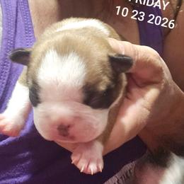 Lily's Girl - Fawn female Boston Terrier puppy in Versailles, Indiana from Benhams Bostons