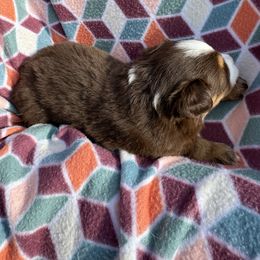 Miniature Australian Shepherd Puppies from R&R Mini Aussies