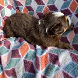 Miniature Australian Shepherd Puppies from R&R Mini Aussies