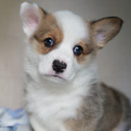 Boy 1 - male Pembroke Welsh Corgi puppy in Vanzant, Missouri from Archer's Corgis