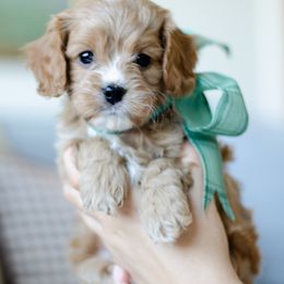 Philip - Cream male Cavapoo puppy in Aiken, Tennessee from Carolina Doodles & Co.