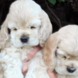 Cocker Spaniel Puppies from Doc's Cockers