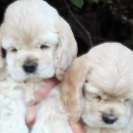 Cocker Spaniel Puppies from Doc's Cockers