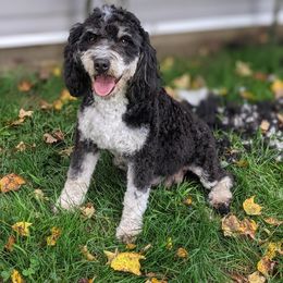 Bailey - Bernedoodle