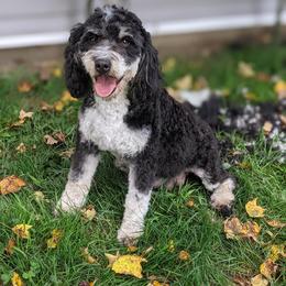 Bailey - Bernedoodle