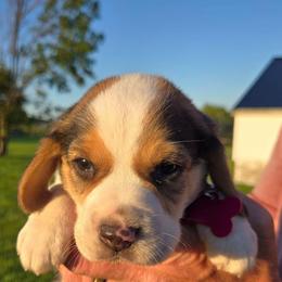 Reagan - Blue tan and white female Beagle puppy in Bethany, Missouri from Fox Creek Beagles