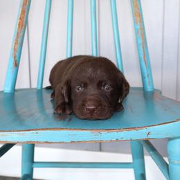 Nettles - Chocolate male Labrador Retriever puppy in Camden, Indiana from Camden's Caring Canines